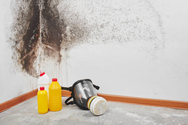 Best Attic Mold Removal  in Palacios, TX