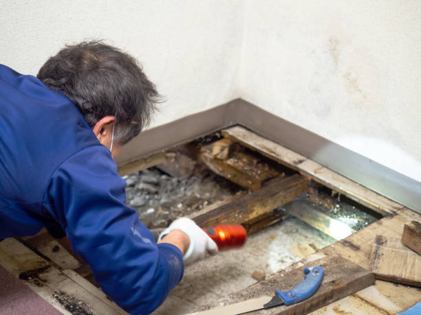 Home Mold Removal in Palacios, TX