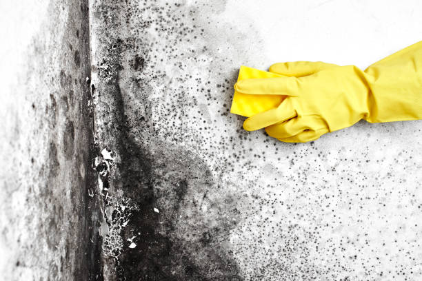 Best Professional Mold Removal  in Palacios, TX