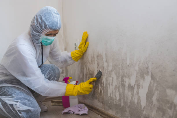 Best Mold Removal and Inspection  in Palacios, TX