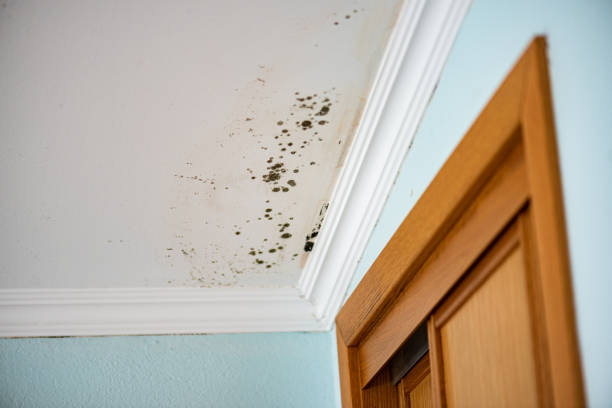 Best Local Mold Removal Service  in Palacios, TX