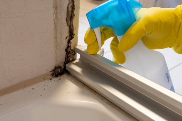Best Mold Damage Repair  in Palacios, TX