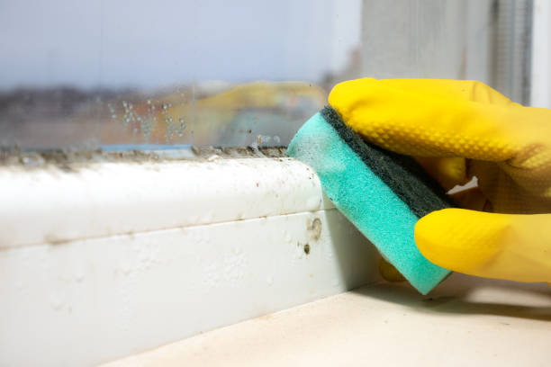 Best Mold Testing  in Palacios, TX