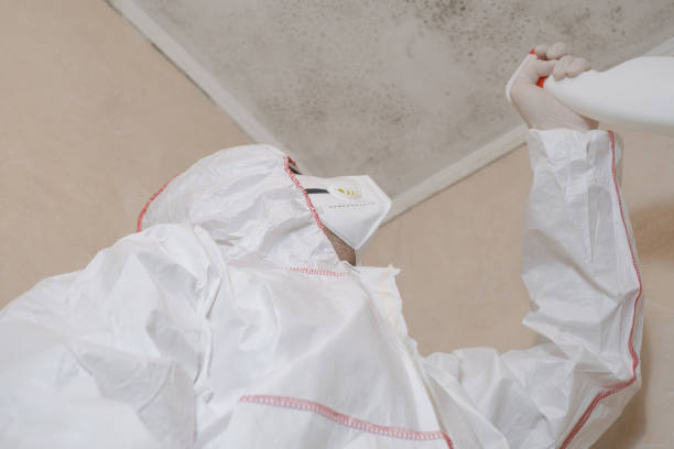 Best Black Mold Removal  in Palacios, TX
