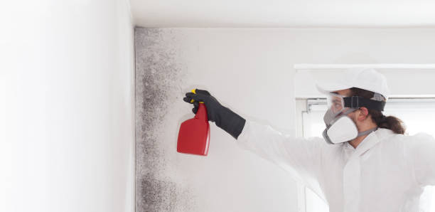 Professional Mold Removal in Palacios, TX