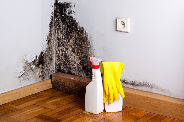 Best Mold Testing  in Palacios, TX
