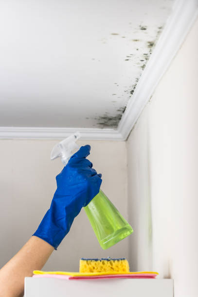 Best Home Mold Removal  in Palacios, TX