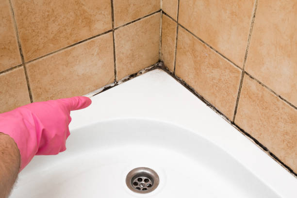 Mold Removal and Inspection in Palacios, TX