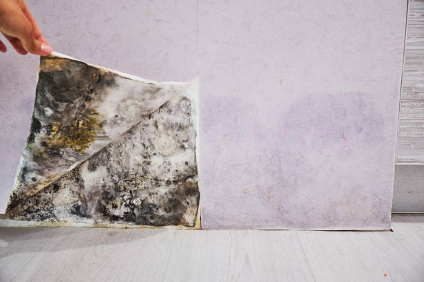 Best Local Mold Removal Service  in Palacios, TX